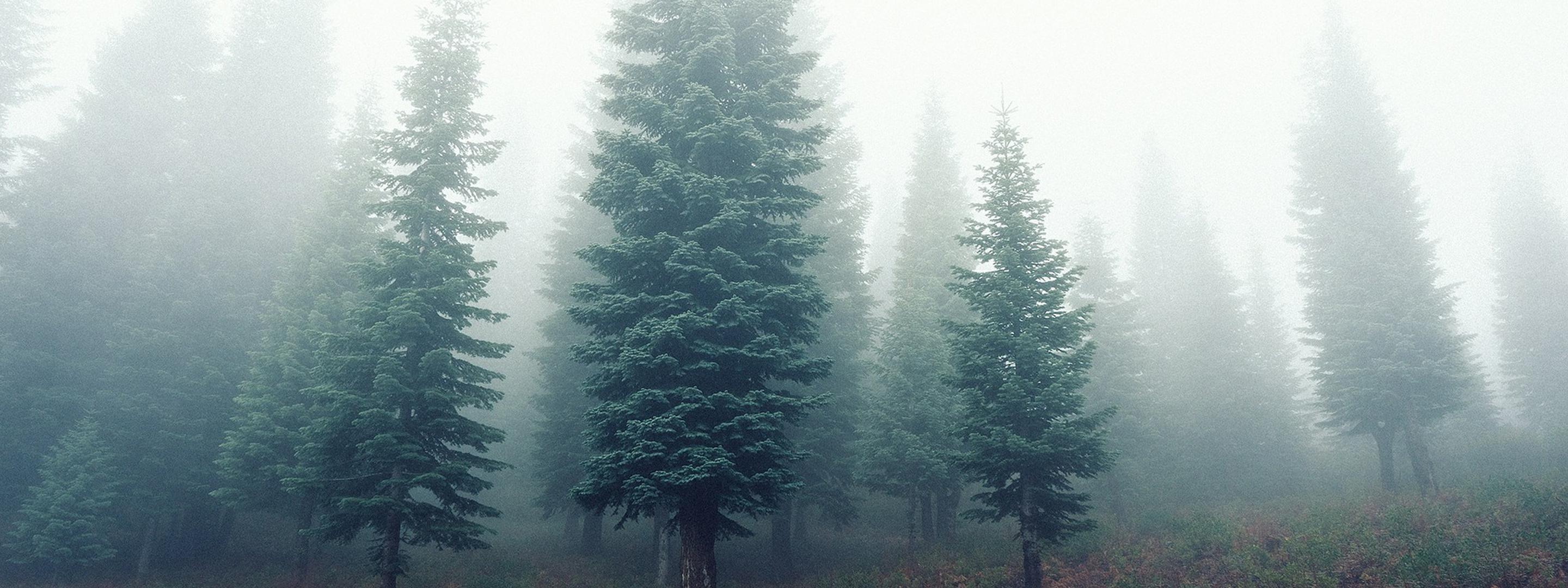 Nebbia nella foresta autunnale